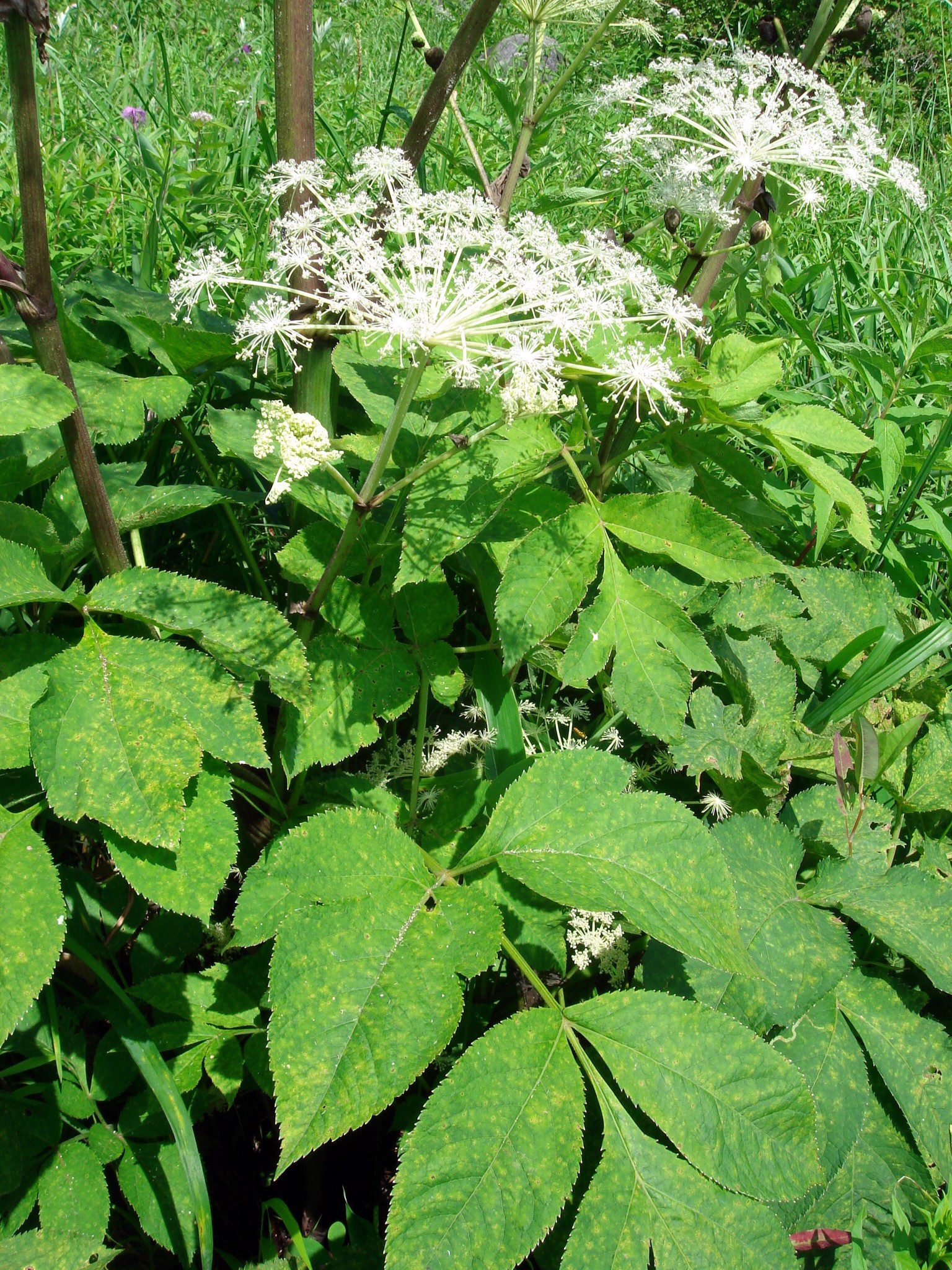Angelica pubescens Maximovicz